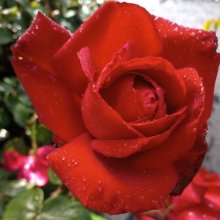 Erotica-Rose Picture of Erotica-Rose (1804)