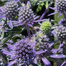 Eryngium Blue Hobbit Picture of Eryngium Blue Hobbit (8857)
