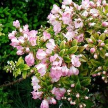 Escallonia Apple Blossom Picture of Escallonia Apple Blossom (7365)