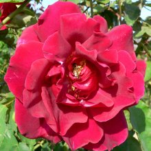 Picture of Etoile de Hollande Clg-Rose (1818)
