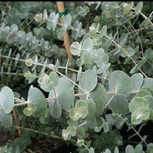 Picture of Eucalyptus Baby Blue (1819)