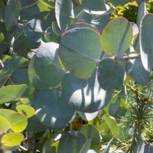 Picture of Eucalyptus Cinerea (7253)