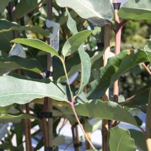 Picture of Eucalyptus Ficifolia (1820)