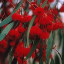 Eucalyptus Leucoxylon Rosea Picture of Eucalyptus Leucoxylon Rosea (10431)