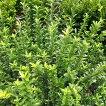 Euonymus Emerald Gem Picture of Euonymus Emerald Gem (1825)