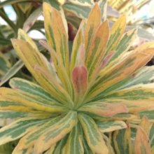 Euphorbia Ascot Rainbow Picture of Euphorbia Ascot Rainbow (6180)