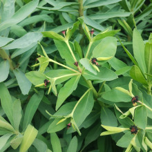 Picture of Euphorbia Glauca (6355)