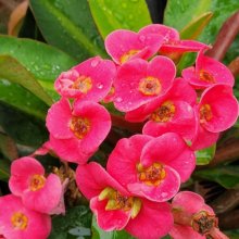 Euphorbia Lipstick Picture of Euphorbia Lipstick (11128)