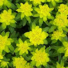 Euphorbia Polychroma Picture of Euphorbia Polychroma (1835)