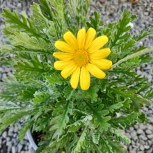 Euryops Little Sunray Picture of Euryops Little Sunray (1844)
