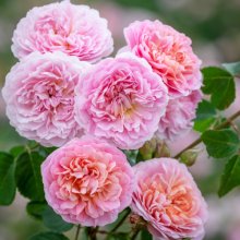 Eustacia Vye Std 80cm-Rose Picture of Eustacia Vye Std 80cm-Rose (30913)
