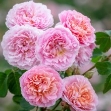 Eustacia Vye-Rose Picture of Eustacia Vye-Rose (30871)