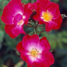 Picture of Eva-Rose (7161)