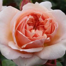 Evelyn Std 80cm-Rose Picture of Evelyn Std 80cm-Rose (1847)