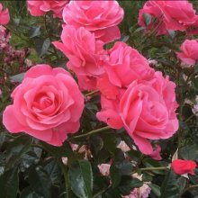 Everlasting Hope-Rose Picture of Everlasting Hope-Rose (11448)