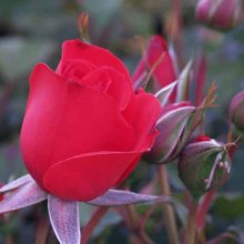 Everlasting Love-Rose Picture of Everlasting Love-Rose (1849)