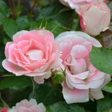 Eye Candy Std 45cm-Rose Picture of Eye Candy Std 45cm-Rose (10825)