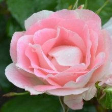Eye Candy-Rose Picture of Eye Candy-Rose (10828)