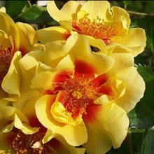 Eye of the Tiger-Rose Picture of Eye of the Tiger-Rose (9488)