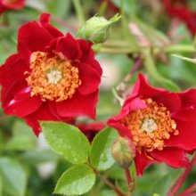 Eyeopener Std 45cm-Rose Picture of Eyeopener Std 45cm-Rose (29030)