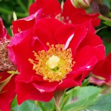 Eyeopener-Rose Picture of Eyeopener-Rose (1853)