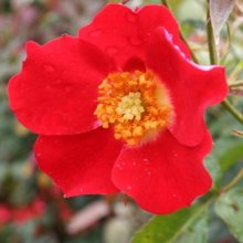 Eyepaint Std 80cm-Rose Picture of Eyepaint Std 80cm-Rose (11412)