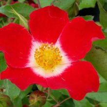 Eyepaint-Rose Picture of Eyepaint-Rose (1855)