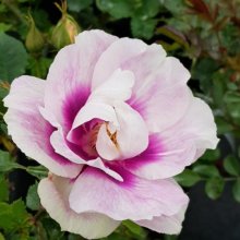 Eyes For You Std 45cm-Rose Picture of Eyes For You Std 45cm-Rose (29012)