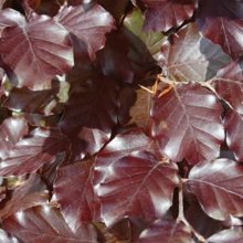 Fagus Purpurea Picture of Fagus Purpurea (8065)