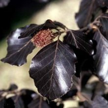 Fagus Riversii Picture of Fagus Riversii (1871)