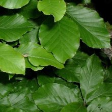 Fagus Sylvatica Picture of Fagus Sylvatica (1862)