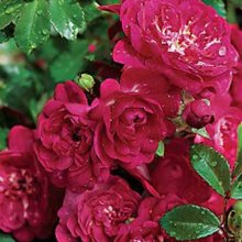 Fairy Queen Std Weeper 80cm-Rose Picture of Fairy Queen Std Weeper 80cm-Rose (1876)
