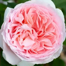 Fairytale Magic Std 80cm-Rose Picture of Fairytale Magic Std 80cm-Rose (29907)