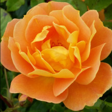 Faithful Companion-Rose Picture of Faithful Companion-Rose (1877)