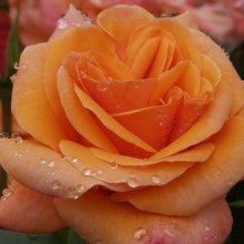 Faithful Friend Std 80cm-Rose Picture of Faithful Friend Std 80cm-Rose (1880)