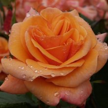 Faithful Friend-Rose Picture of Faithful Friend-Rose (1879)