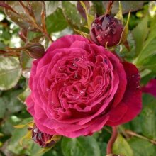 Picture of Falstaff-Rose (1881)