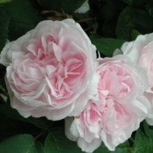 Picture of Fantin Latour-Rose (1882)