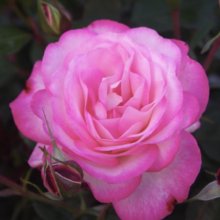 Feeling Better Std 80cm-Rose Picture of Feeling Better Std 80cm-Rose (29026)