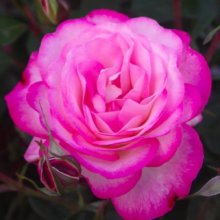 Feeling Better-Rose Picture of Feeling Better-Rose (12008)