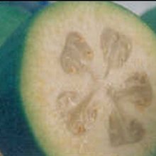 Feijoa Apollo Picture of Feijoa Apollo (1885)