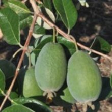 Feijoa Arhart Picture of Feijoa Arhart (11826)