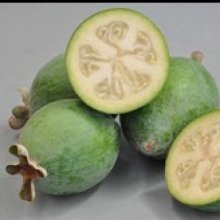 Feijoa Bambina Picture of Feijoa Bambina (11984)