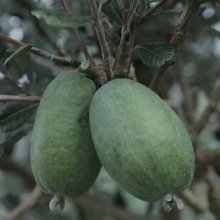 Feijoa Dens Choice Picture of Feijoa Dens Choice (11985)