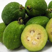 Feijoa Gemini Picture of Feijoa Gemini (1888)