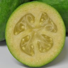 Feijoa Golden Goose Picture of Feijoa Golden Goose (11986)