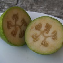 Feijoa Kaiteri Picture of Feijoa Kaiteri (1890)