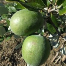 Feijoa Kakariki Picture of Feijoa Kakariki (6691)