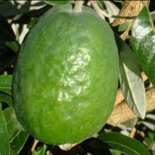 Feijoa Takaka Picture of Feijoa Takaka (30634)