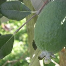 Feijoa Triumph Picture of Feijoa Triumph (1899)
